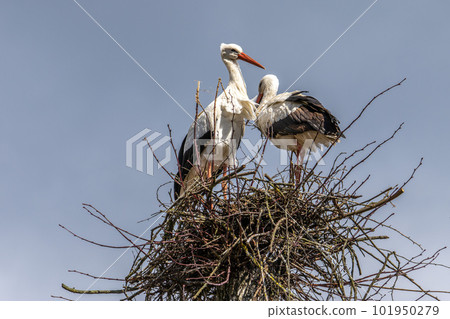 White Stork, Ciconia ciconia on the nest in Oettingen, Swabia, Bavaria, Germany, Europe White Stork, Ciconia ciconia on the nest in Oettingen, Swabia, Bavaria, Germany, Europe 101950279