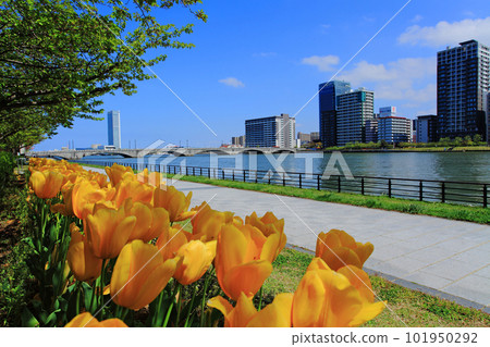 Bandai Bridge in Spring Bandai Bridge in Spring 101950292