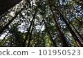 在森林裡仰望藍天時看到的風景 101950523