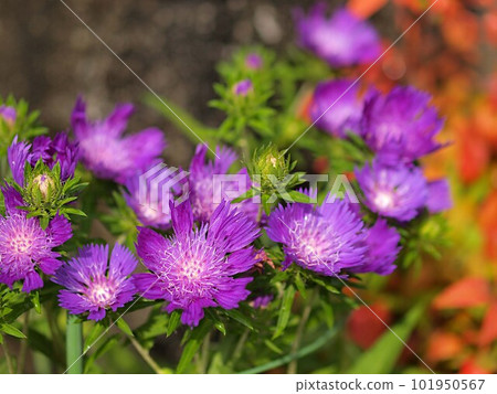 Stokeesia flowers 101950567