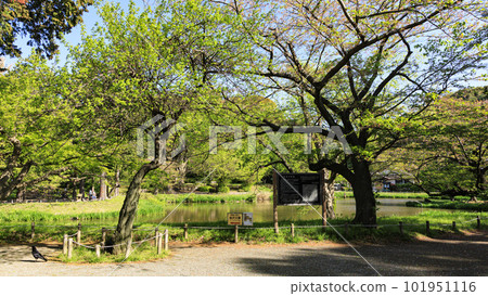 Scenery of Shomyo-ji Temple where fresh greenery shines 101951116