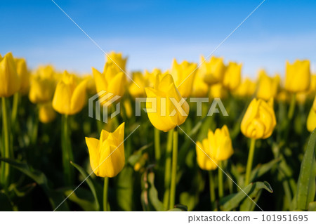Field with tulips in the Netherlands. Rows on the field. Blooming tulips. season in Netherlands.  101951695