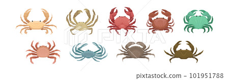 Different Crabs as Decapod Crustaceans with Claws Vector Set 101951788