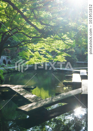 夏日陽光下小山神社的金澤新念和楓樹 夏日陽光下小山神社的金澤新念和楓樹 101951852