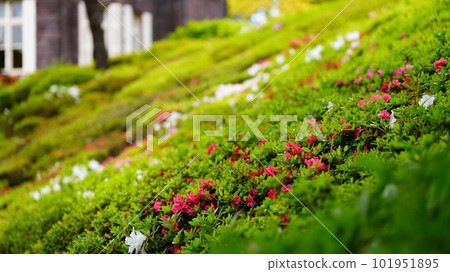 Kyu-Furukawa Gardens with colorful azaleas against the background of Western-style buildings 101951895