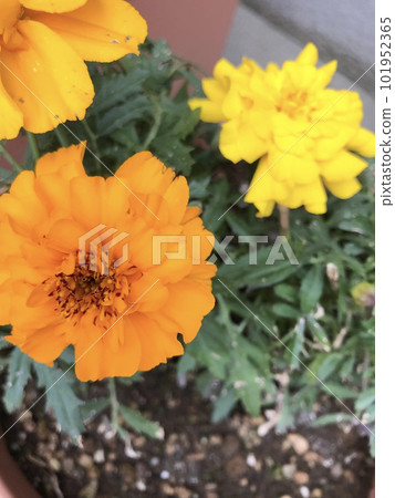 鍋中橙色和黃色萬壽菊的頂視圖 101952365