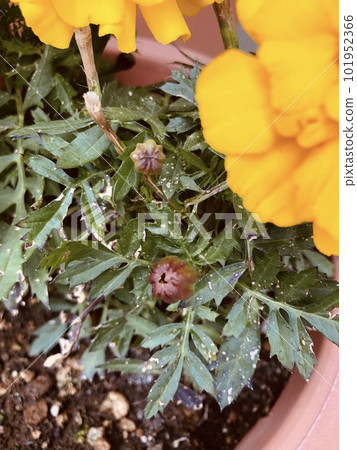 從上面拍攝的黃色萬壽菊和花蕾的照片 從上面拍攝的黃色萬壽菊和花蕾的照片 101952366