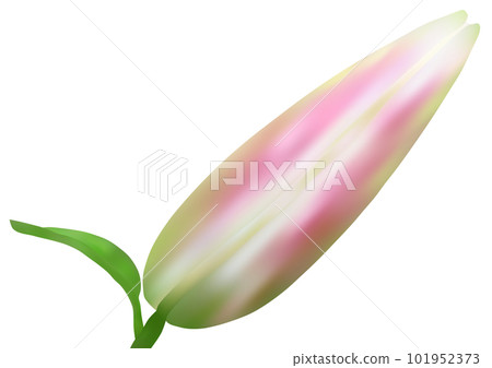 “百合芽” “百合芽” 101952373