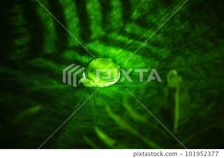 water droplets on green leaf water droplets on green leaf 101952377