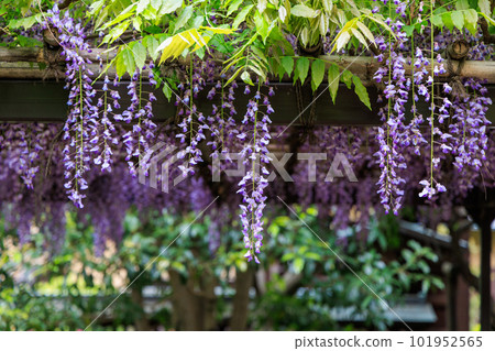 Wisteria flowers hanging from the wisteria trellis 101952565