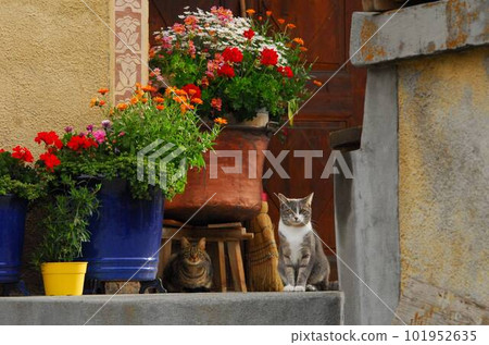 生活在瑞士瓜達的一隻貓 101952635