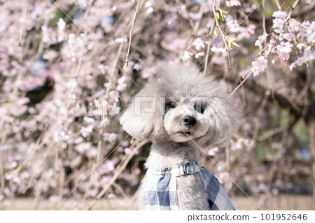 垂枝櫻花和玩具貴賓犬的胸圍 101952646