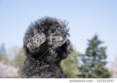 一隻微笑的玩具貴賓犬的巧克力半身像 101952647