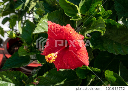 A red hibiscus flower is blooming in the green garden A red hibiscus flower is blooming in the green garden 101952752