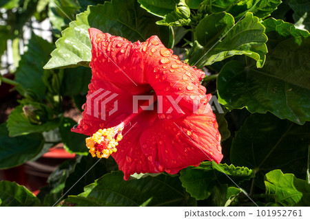 A red hibiscus flower is blooming in the green garden 101952761