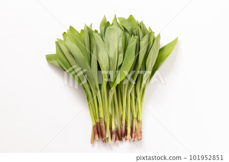 <Iwate Prefecture> Ascetic Garlic 101952851
