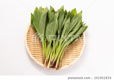 <Iwate Prefecture> Ascetic Garlic 101952854