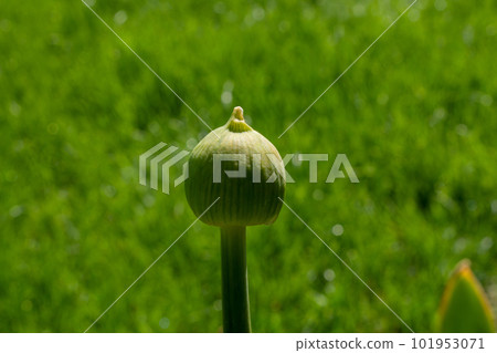 A green unopened poppy pod growing in the grass 101953071