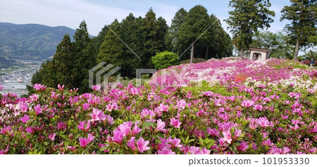 盛開的杜鵑花山 101953330