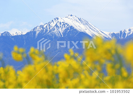 Spring in Azumino Rape blossoms and Mt. Jonen 101953502