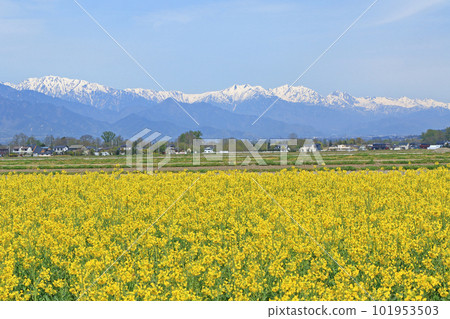 Spring in Azumino: Rape blossoms and the Northern Alps Spring in Azumino: Rape blossoms and the Northern Alps 101953503