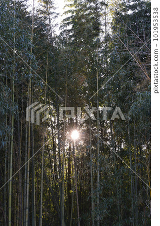  Bamboo grove 101953538