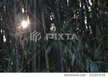  Bamboo grove 101953539