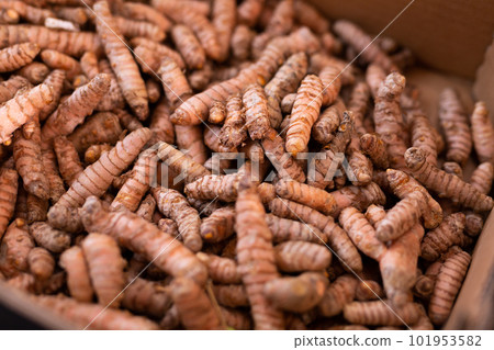 Closeup of dried turmeric rhizomes as natural food background 101953582