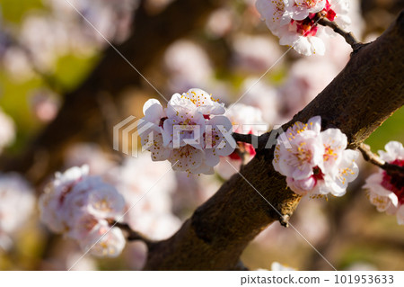 Blooming apricot trees in early spring Blooming apricot trees in early spring 101953633