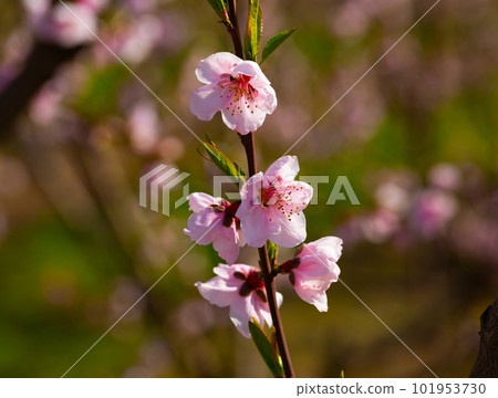 Blooming peach trees in early spring 101953730