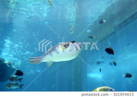A white-bellied white-bellied pufferfish swimming in a tank at the Churaumi Aquarium A white-bellied white-bellied pufferfish swimming in a tank at the Churaumi Aquarium 101954015