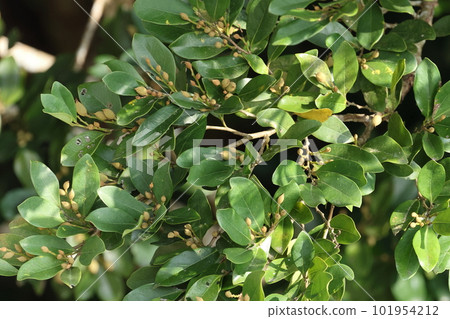 Nature, plants, horse chestnut, mountains in April. A branch with many fruits resembling witch hazel 101954212
