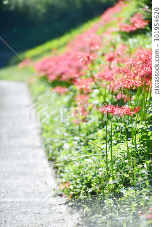 Beautiful cluster amaryllis blooming on the hill Old lens 101954620