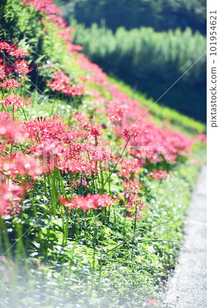 Beautiful cluster amaryllis blooming on the hill Old lens 101954621