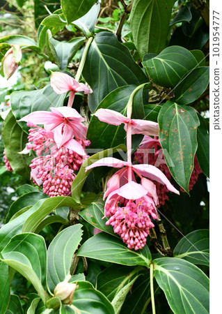 Medina Magnifica 101954777