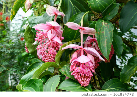 Medina Magnifica 101954778