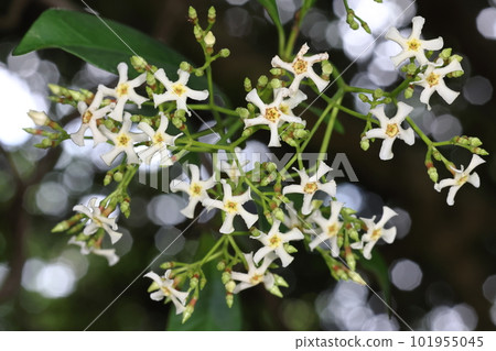 Natural plants: Okinawa Teikakazura, southern Teikakazura. Flowers are smaller than Teikakazura Natural plants: Okinawa Teikakazura, southern Teikakazura. Flowers are smaller than Teikakazura 101955045