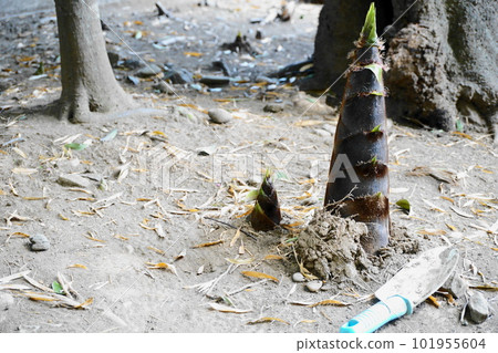 The taste of spring that grows and emerges from the soil, and the scoop 101955604