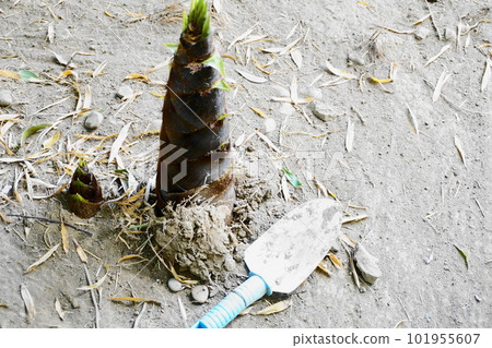 The taste of spring that grows and emerges from the soil, and the scoop 101955607