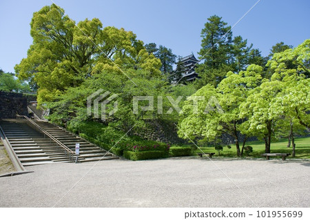 Hitotsubatago flowers blooming at National Treasure Matsue Castle 101955699