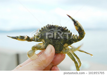 小沙蟹 101955705