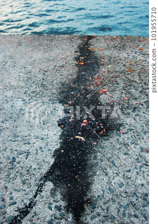 Embankment strewn with squid ink marks and maki bait Embankment strewn with squid ink marks and maki bait 101955710