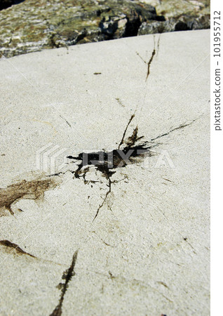 有墨魚墨蹟的堤岸 有墨魚墨蹟的堤岸 101955712