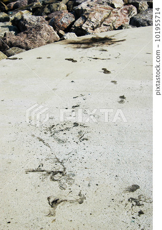 A fishing spot stained with squid ink marks A fishing spot stained with squid ink marks 101955714
