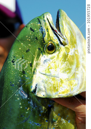 捕獲的海豚魚的臉部特寫 101955728