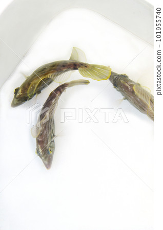 The back of three filefish in a bucket 101955740