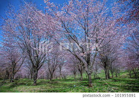 Sakura Pass Sakura Pass 101955891