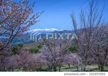 Sakura Pass Sakura Pass 101955893