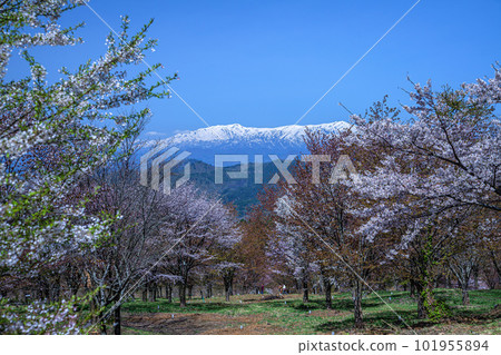 Sakura Pass Sakura Pass 101955894