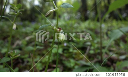 Wild grass Yamatogusa named by Dr. Makino for the first time in Japan Wild grass Yamatogusa named by Dr. Makino for the first time in Japan 101955956
